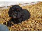 Cocker Spaniel Puppy for Sale - Adoption, Rescue