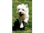 Rinka West Highland White Terrier Westie Young - Adoption, Rescue