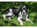 Remington (Remi) Boston Terrier Adult - Adoption, Rescue