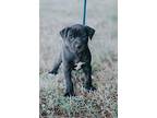 Jet $250 Labrador Retriever Puppy Male