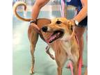 Scarlett (Scarlett) Greyhound Adult - Adoption, Rescue