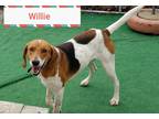 Willie Foxhound Adult - Adoption, Rescue