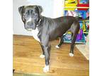 18-d04-054 Petey Pit Bull Terrier Adult - Adoption, Rescue
