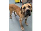 The Beast-In A Foster Home Mastiff Adult - Adoption, Rescue