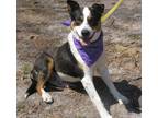 Troy Smooth Collie Young - Adoption, Rescue