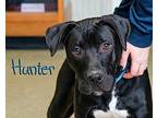 Hunter Boxer Young Male
