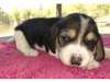 Beagle Puppy for Sale - Adopti