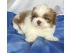 Shih Tzu Puppy for Sale - Adoption, Rescue