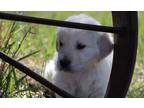 English Golden Retrievers Puppy for Sale - Adoption, Rescue