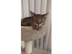Tabby tail Domestic Short Hair Young - Adoption, Rescue