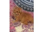 Orange Male Persian Kitten
