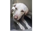 Twixx Labrador Retriever Young - Adoption, Rescue