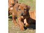 Rhodesian Ridgeback Puppy for Sale - Adoption, Rescue