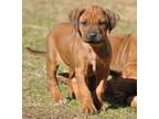 Rhodesian Ridgeback Puppy for Sale - Adoption, Rescue