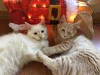 Snowball American Shorthair Young - Adoption, Rescue
