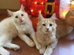 Oatmeal American Shorthair Young - Adoption, Rescue