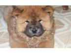 Chow Chow Puppy for Sale - Adoption, Rescue