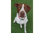 Wrigley German Shorthaired Pointer Adult - Adoption, Rescue