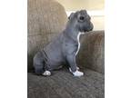 American Pit Bull Terrier Puppy for Sale - Adoption, Rescue