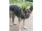 Dumped Darling German Shepherd Dog Young - Adoption, Rescue