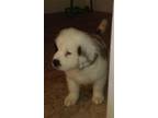 Saint Bernard Puppy for Sale - Adoption, Rescue