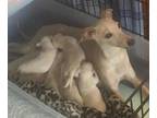 Italian Greyhound Puppy for Sale - Adoption, Rescue