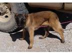 Belgian Malinois Puppy for Sale - Adoption, Rescue
