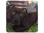Bella Blue Staffordshire Bull Terrier Adult Female
