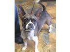 Hansen (Hansel) Boston Terrier Adult - Adoption, Rescue