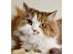 Spice Persian Young - Adoption, Rescue