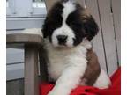 Saint Bernard Puppy for Sale - Adoption, Rescue
