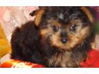 Yorkshire Terrier Puppy for Sale - Adoption, Rescue
