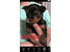 Yorkshire Terrier Puppy for Sale - Adoption, Rescue