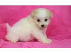 Pomapoo Puppy for Sale - Adoption, Rescue