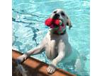 Labrador Retriever Puppy for Sale - Adoption, Rescue