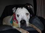 Piper: sweet girl (PA) Pit Bull Terrier Adult - Adoption, Rescue