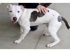 Mack Bull Terrier Young - Adoption, Rescue