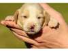 Beagle Puppy for Sale - Adopti