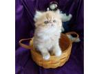 CFA Registered Persian Kittens For Sale