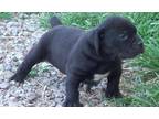 Boerboel Puppy for Sale - Adoption, Rescue