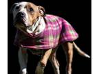 Twiggy Pit Bull Terrier Adult - Adoption, Rescue