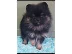 Pomeranian Puppy for Sale - Adoption, Rescue