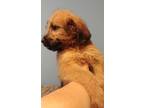 Mastiff Puppy for Sale - Adoption, Rescue