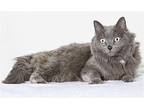 Kit Cat Domestic Longhair Senior Female