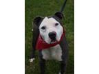 Chip Staffordshire Bull Terrier Young - Adoption, Rescue