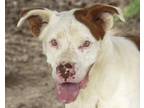 Milo Pit Bull Terrier Adult - Adoption, Rescue