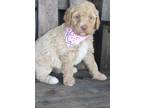 Labradoodle Puppy for Sale - Adoption, Rescue