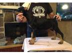 Doberman Pinscher Puppy for Sale - Adoption, Rescue