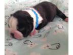 Boston Terrier Puppy for Sale - Adoption, Rescue