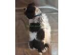 Miniature Schnauzer Puppy for Sale - Adoption, Rescue
